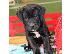 PoulaTo: Διαθέσιμα κουτάβια Cane Corso.